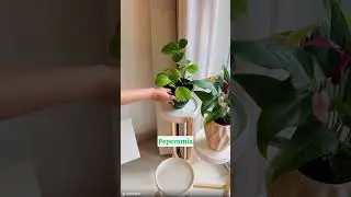Home Decor Indore plants | Top Easy Maintenance Indoor Plants | Perfect for Beginners