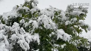 Winter Silence: Heavy Snowfall on Evergreen Leaves (Nature ASMR)