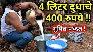 दुधात हे टाका डबल रेट मिळेल |cow buffalo milk increase desi upay|Profitable Milk Farming Tips