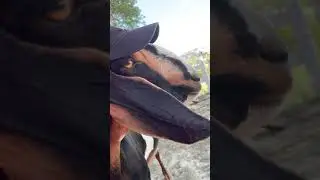 Goat dress up