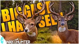 Mule Deer Hunt Leads To The BIGGEST Whitetail Buck | Way of the Hunter