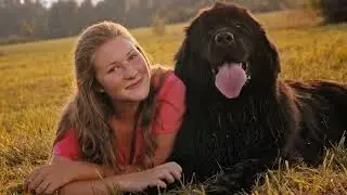 The Amazing Newfoundland Dog: Separating Fact from Fiction