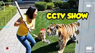 Cat in Tiger Territory #cat #funyvideo #ai #aivideo #usa 