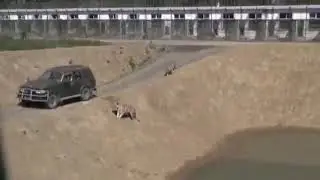 VERY FUNNY VIDEO FOR TIME PASS DUCK ESCAPING FROM TIGER MUST WATCH FOR LAUGH GUYS
