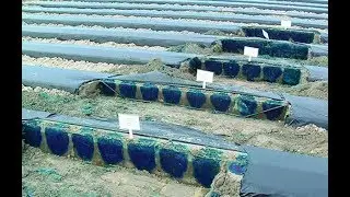 Soil moisture sensors for greater insights into crop-water-soil dynamics