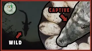 Morelet's Crocodile Reproduction (Captive and WILD!)