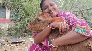 ।। বাছুরের আমাশয় রোগের পরিচর্যা ।।