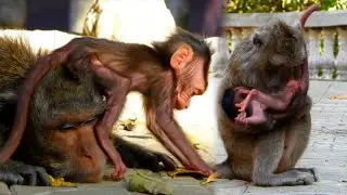 Popular Daily Animals Monkey Wildlife,Skinny Baby [ Devid ]Full Power Tried Hard Playing with Family