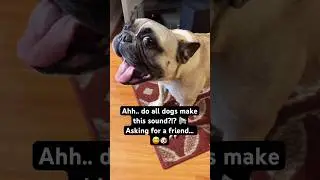 Ahh.. do all dogs make this sound?!? 📢Asking for a friend&hellip; 😅🐶#talkingdog #happydog #funnydog