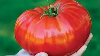 Burpee SteakHouse Hybrid Tomato