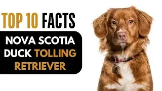 Top 10 Facts About Nova Scotia Duck Tolling Retriever - Tolling Retriever Complete Information