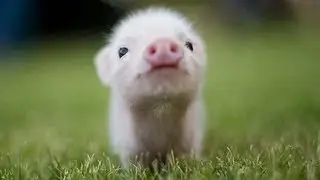 Fact YT| Top 10 Cutest Baby Animals