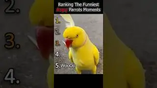 Ranking The Funniest Angry Parrots Moments