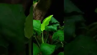 Anubias growing NEW leaves. Low tech Aquarium plants.