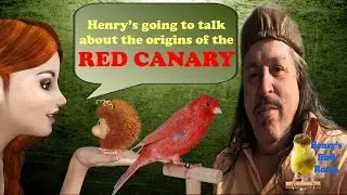 Origins of the Red Canary | Henry's Bird Room