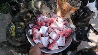 Hungry Cats and Kitten eating raw fish | The Gohan Dog and Cats