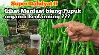 *Cara Penggunaan pupuk organik ecofarming pada tanaman cabai.