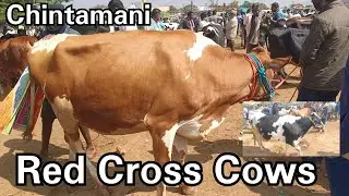 Red Cross Cows For Milk 🐄🐄 Chintamani promotions: 7569202189
