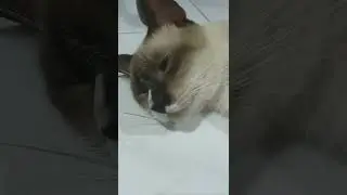 This Cat Minding Their Own Business