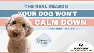 The Real Reason Your Dog Won't Calm Down And How to Fix It