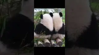 Absolute Panda Platoon #shorts