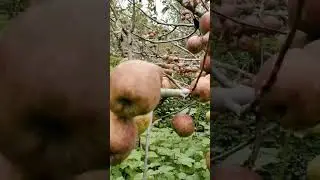 Harvesting apple in an orchard affected by leaf fall