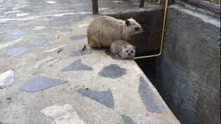 Hyrax and baby hyrax