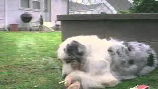 [Video insolite] Pourquoi mon chien va dehors