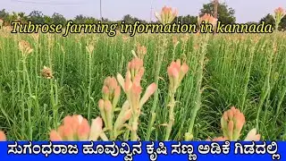 ಸುಗಂಧರಾಜ ಹೂವಿನ ಬೆಳೆ ಸಣ್ಣ ಅಡಿಕೆ ಗಿಡದಲ್ಲಿ | Tubrose farming in Arecanut intercrop | Flower farming