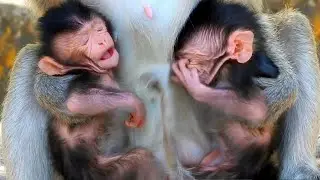 Adorable Wildlife Monkey Popular Daily, Cutest New Baby [ Sam Smith ] This Evening Super Active