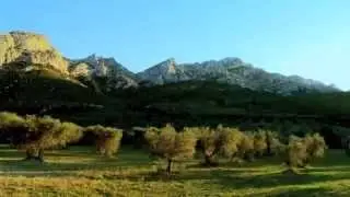 Essential Olive Extract - for aging hair