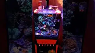 Nano Reef Tank SPS dominate