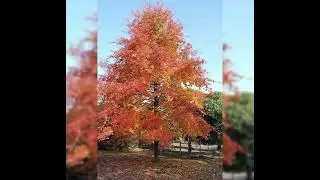 gli alberi colorati