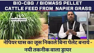 Biomass Pellet from Napier Grass | नेपियर घास से कंप्रेस्ड बायोगैस ,बायोमास पेलेट ,बायोइथेनॉल बनाये