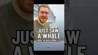 Lunch Buffet? I Picked the Whale Show Instead