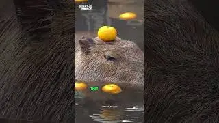 Capybara