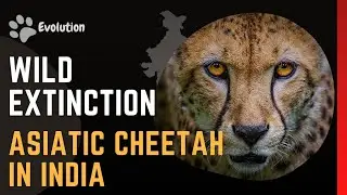 Why did the Asiatic cheetahs extinct in India | Causes of Extinct Asian cheetahs| EVOLUTION zero⋎