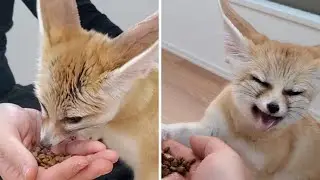 She dines in all sorts of wonderful expressions.
