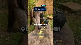🤯 ЧТО ЕСТ МУРАВЬЕД В ЗООПАРКЕ