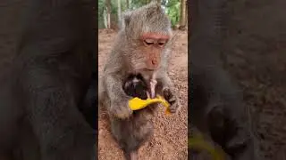 Daily update cute baby monkey and good mom #shorts