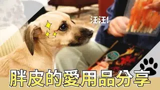 愛犬胖皮的愛用品分享
