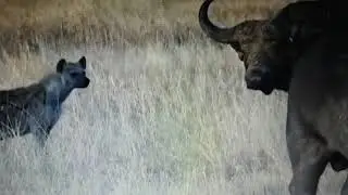 hyena Hunter wild beast with the help of a very selfish Buffalo