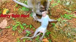 Pity poor baby Maci got hurt fight from mom cos unhappy by Dolly attack / Monkey Post