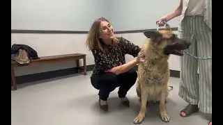 Adopt-A-Pet - Kaleidus - August 19, 2025