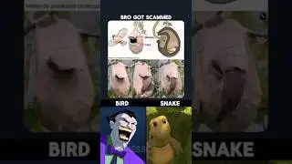 The Snake Confused ☠️ #memes #SlyceYT