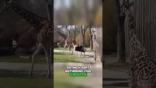 Ostrich Annoyance: Hilarious Giraffe and Monkey Encounters! #shorts