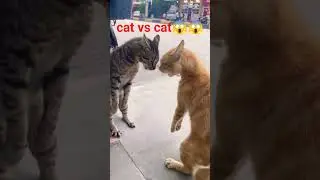 cat vs cat😱😱 #cat #techno #fantasy #dance #music #cover #funny #speedsong #song #speedupsongs