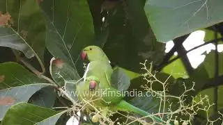 Parakeets gorge on Teak tree seed pods: Plant pests prey on trees too