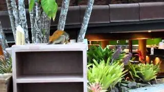 Infamous monkey who pooped on the bar at Si Como No