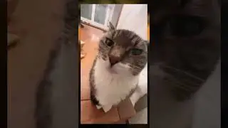 Ummaa 💋💋#animalsdoingthings #funnyanimals #catshorts #petcomedy #petdrama